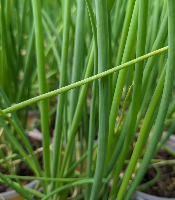 1G Allium fistulosum Scallion, Bunching Onion 1005518