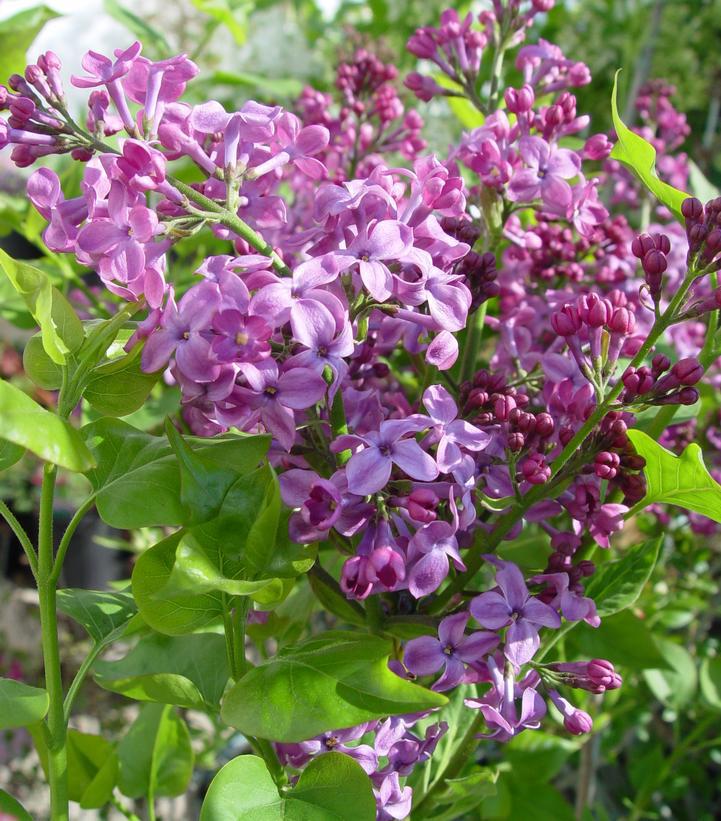 3G Syringa X hyacinthiflora 'Pocahontas' Pocahontas Lilac 1001364