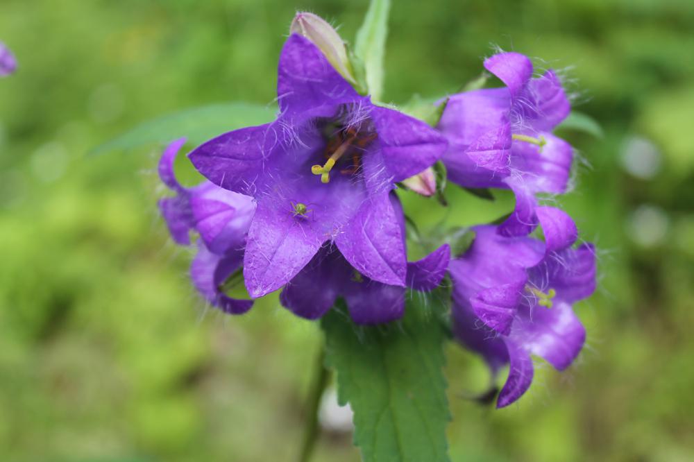 1G Platycodon grand. 'Sentimental Blue' Sentimental Blue Balloon Flower 1000968