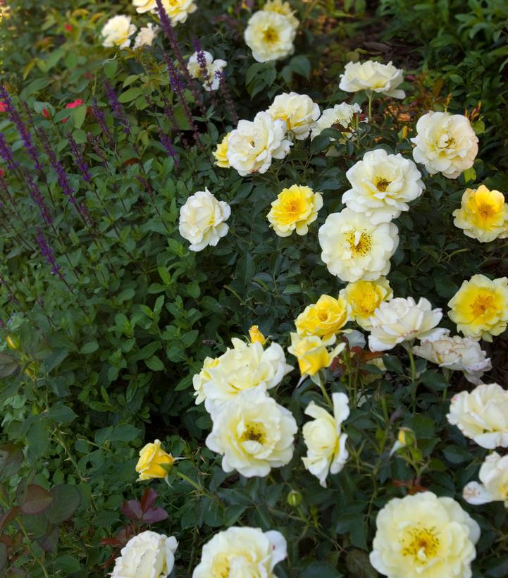 Rosa Easy Elegance® Yellow Submarine ('BAline') Yellow Submarine Rose: Patent PP16,659 1008246