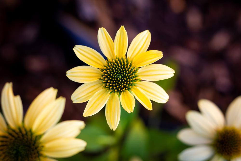 2G Echinacea purpurea 'Mellow Yellows' 'Mellow Yellows' Coneflower 1012061