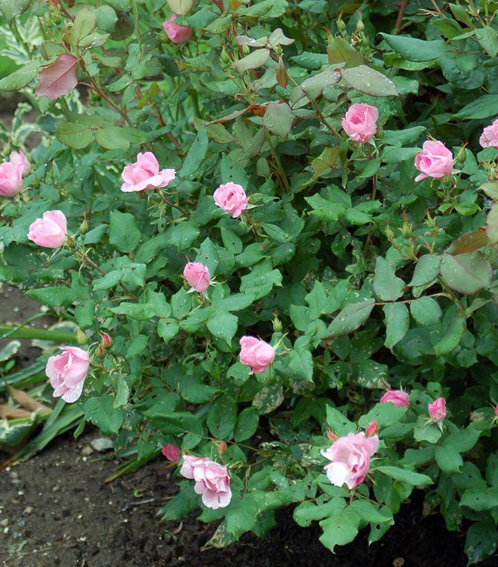 3G Rosa 'Blushing Knock Out' ('Radyod') Blushing Knock Out® Rose: Patent PP14700 1007428