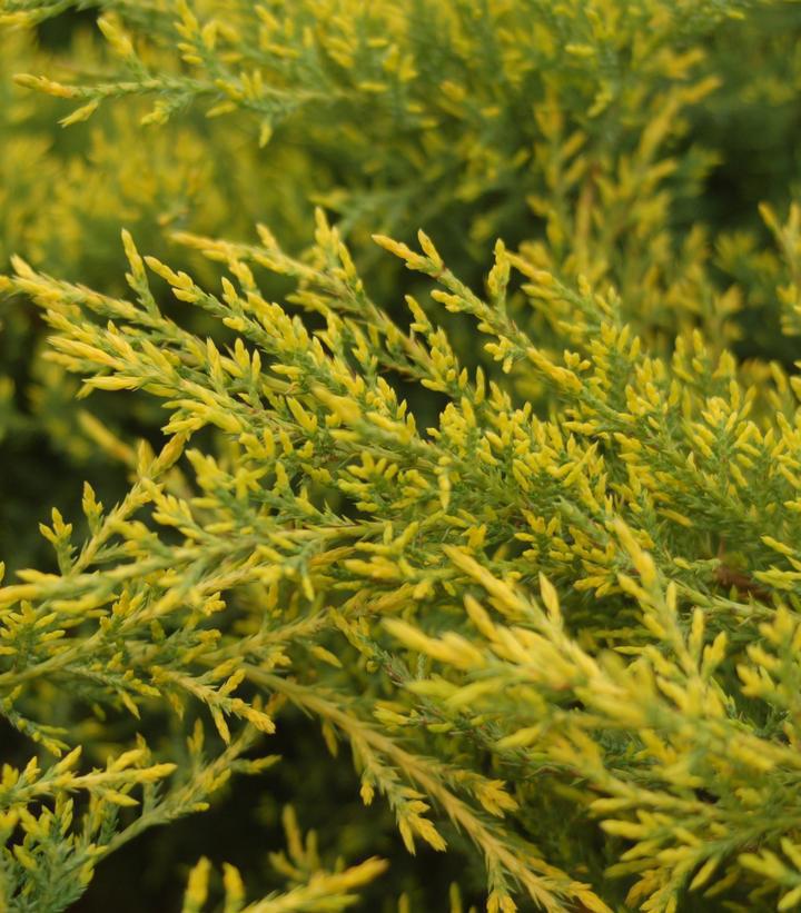 Juniperus Chinensis 'Gold Star' #2