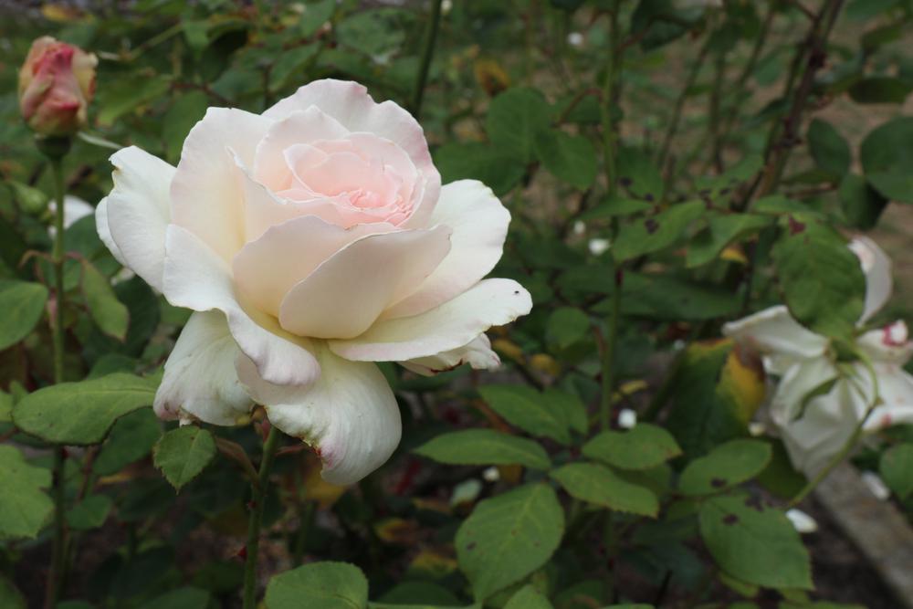 3G Rosa 'John F. Kennedy' John F. Kennedy Hybrid Rose (White) 1002669