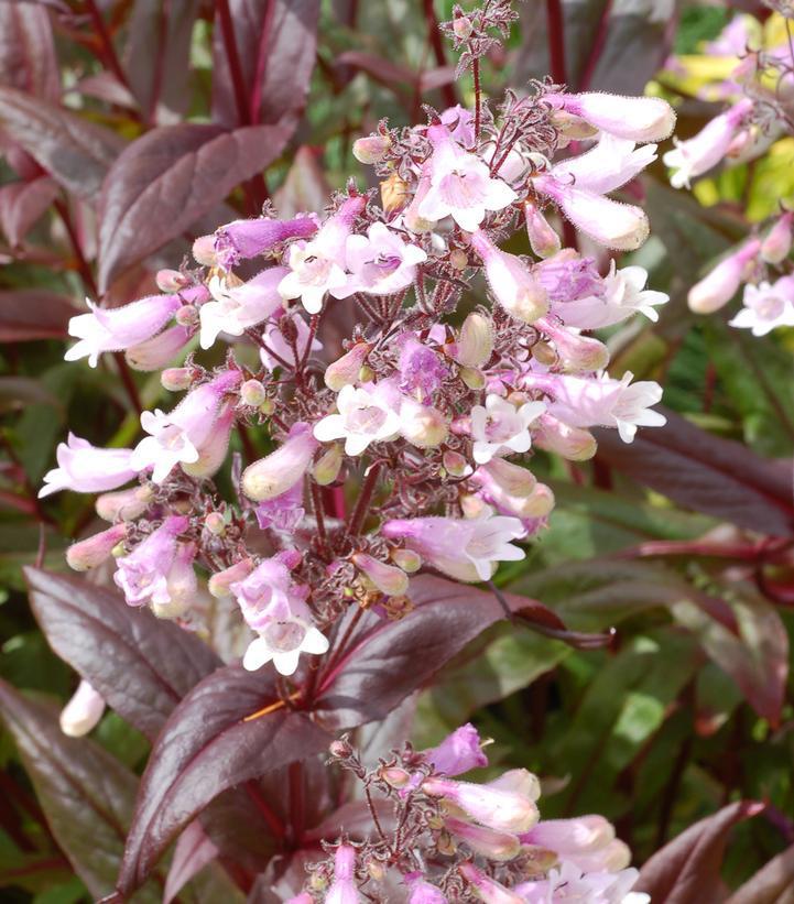 8" Penstemon x 'Dark Towers' Dark Towers Beardtongue: Patent PP20,013 1008847