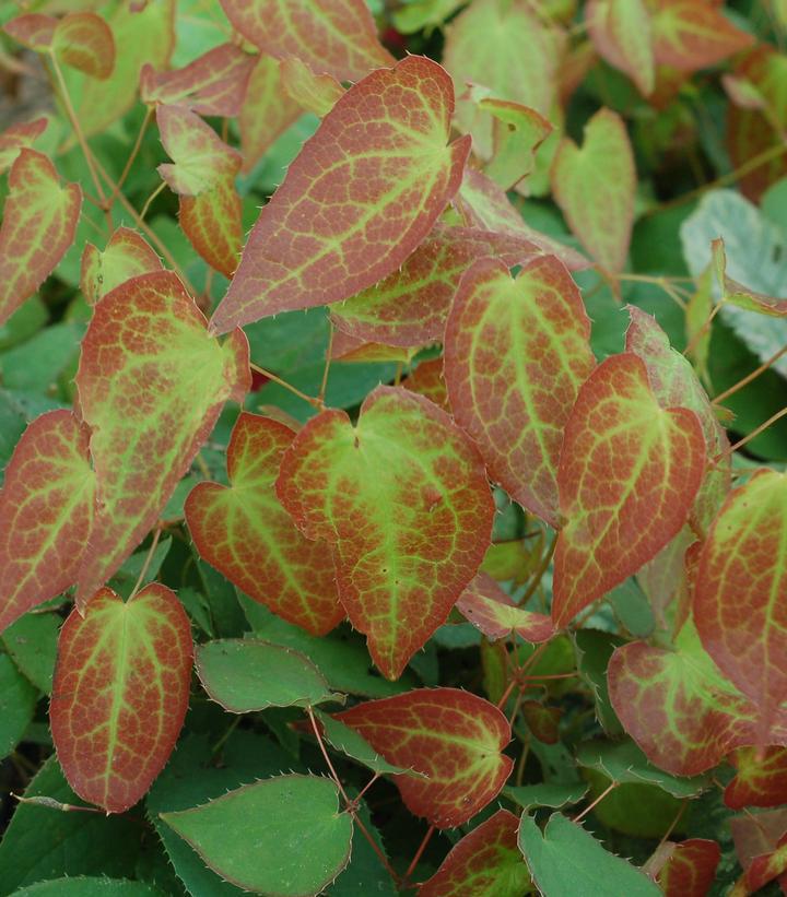 1G Epimedium X rubrum 'Red Barrenwort' 1001479