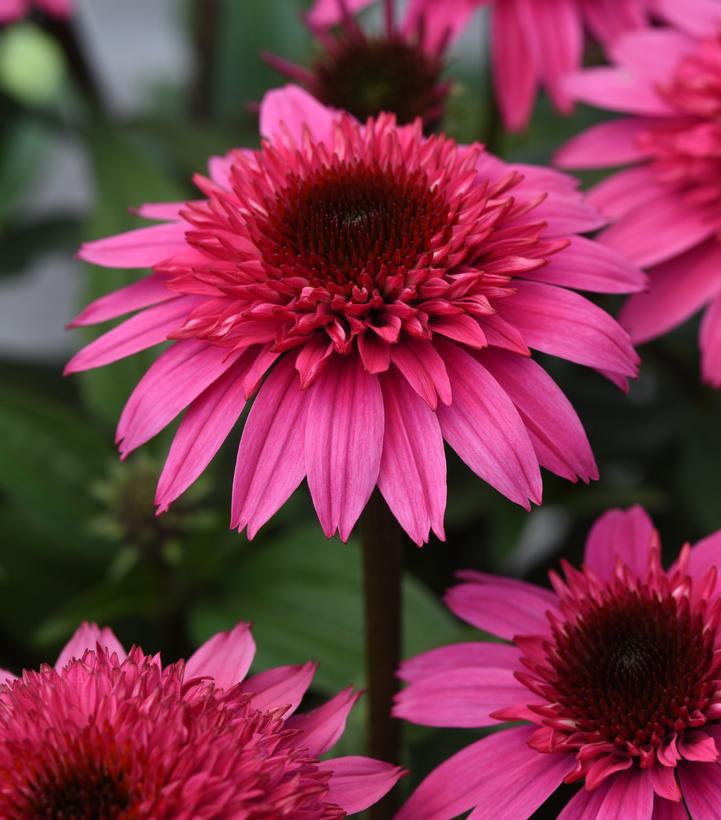 1G Echinacea Double Scoop 'Watermelon Deluxe' Coneflower 1021053