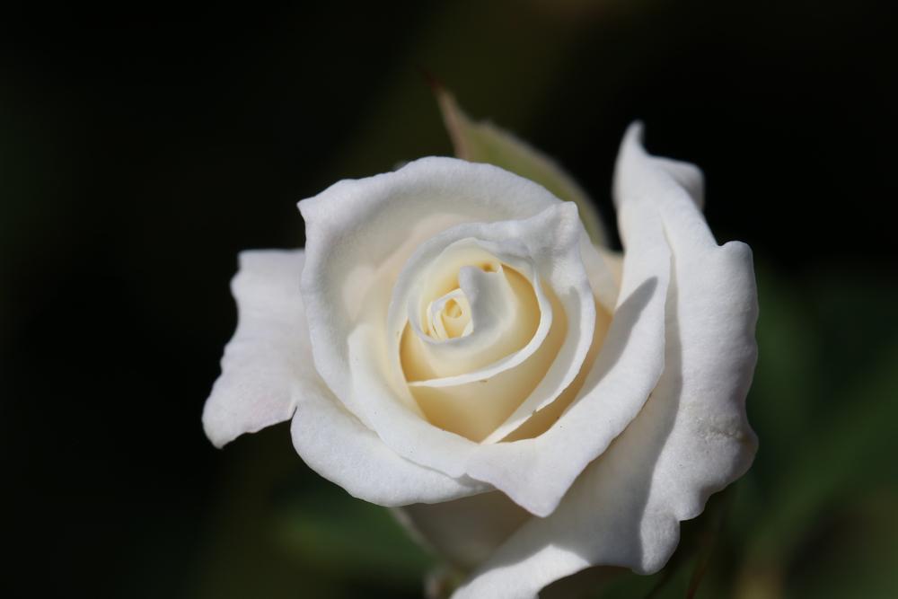 3G Rosa 'John F. Kennedy' John F. Kennedy Hybrid Rose (White) 1002669