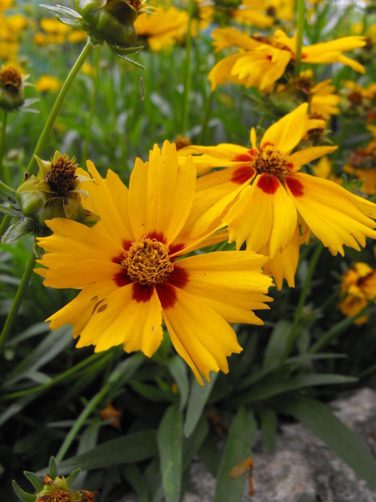 2G Coreopsis 'Tequila Sunrise' Tequila Sunrise Tickseed 1001962