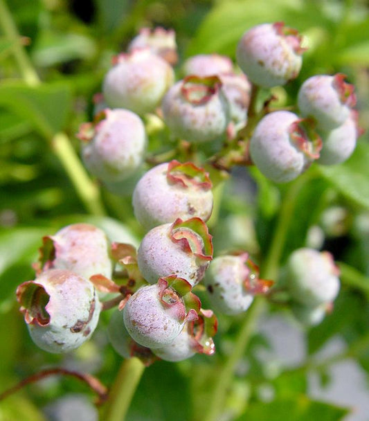3G Vaccinium Corymbosum 'Blue Ray' - Highbush Blueberry Bush - 1000087