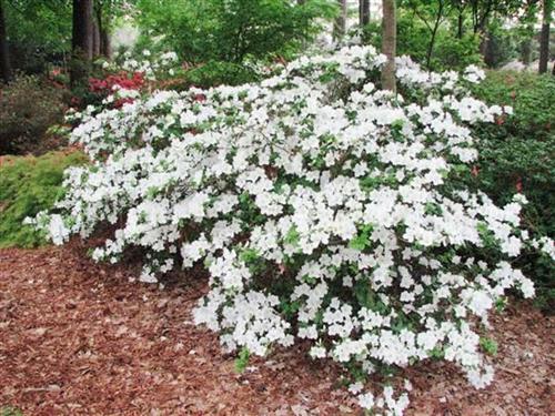 5G Azalea Girards 'Pleasant White' Girards Pleasant White Azalea 1001391