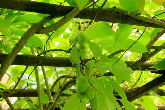 2G ACTINIDIA ARGUTA ISSAI Hardy Kiwi Issai Mini-Kiwi Fruit 1001017