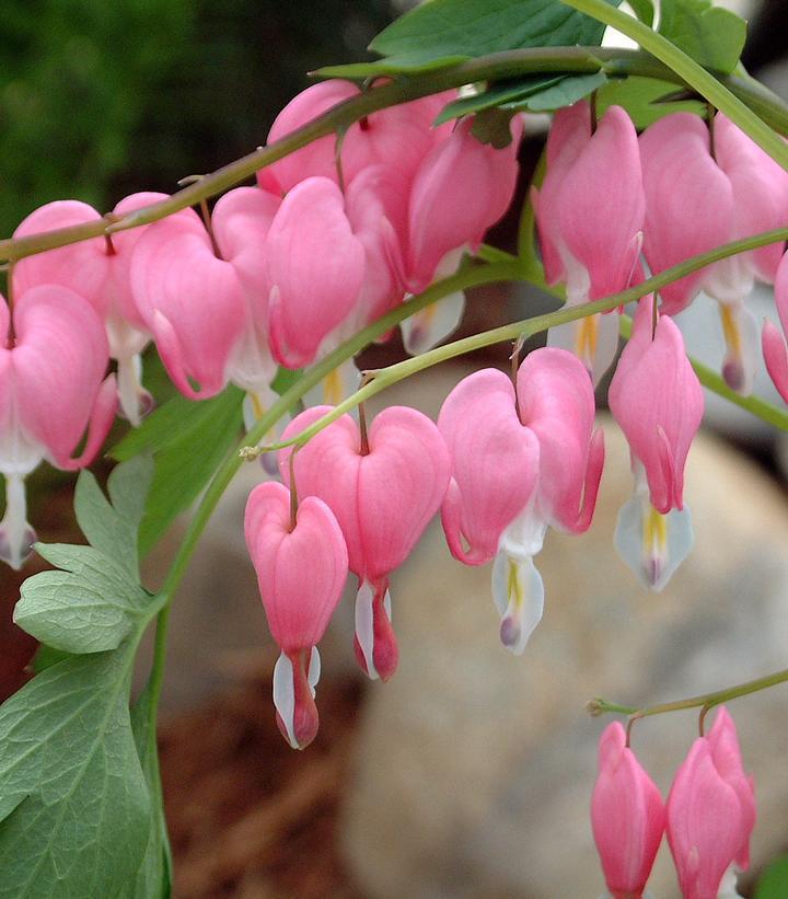 2G Dicentra spectabilis Old Fashioned Bleeding Heart 1001637