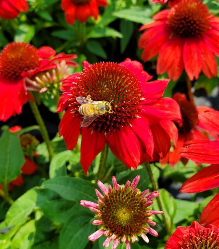 2G Echinacea Sombrero® 'Salsa Red' ('Balsomsed') Salsa Red Coneflower: Patent PP23,105 1012418