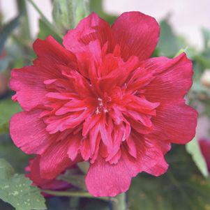 1G Alcea rosea annua Spring Celebrities 'Carmine-Rose' Carmine-Rose Hollyhock 1005943