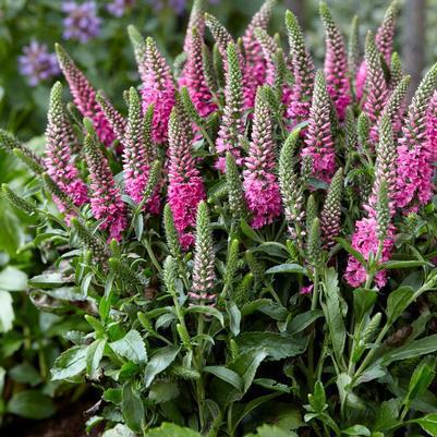 8" VERONICA `BUBBLEGUM CANDLES` Speedwell 010738