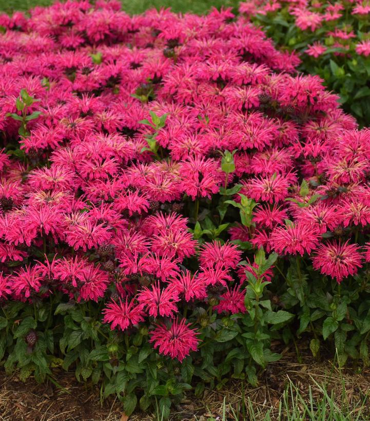 1G Monarda `Leading Lady Razzberry` ('CPBRAF') Bee Balm: Patent PPAF 1013927