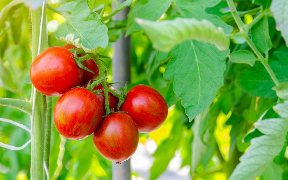 1G Tomato 'Red Zebra' (Paste) Red Zebra Tomato 1005517