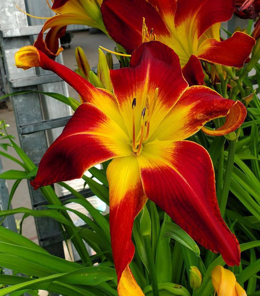 2G Hemerocallis Rainbow Rhythm® 'Ruby Spider' Ruby Spider Daylily 1006762