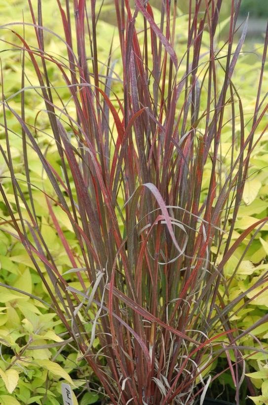 2G Andropogon Gerardii 'Rain Dance' - Big Bluestem Ornamental Grass 1010776