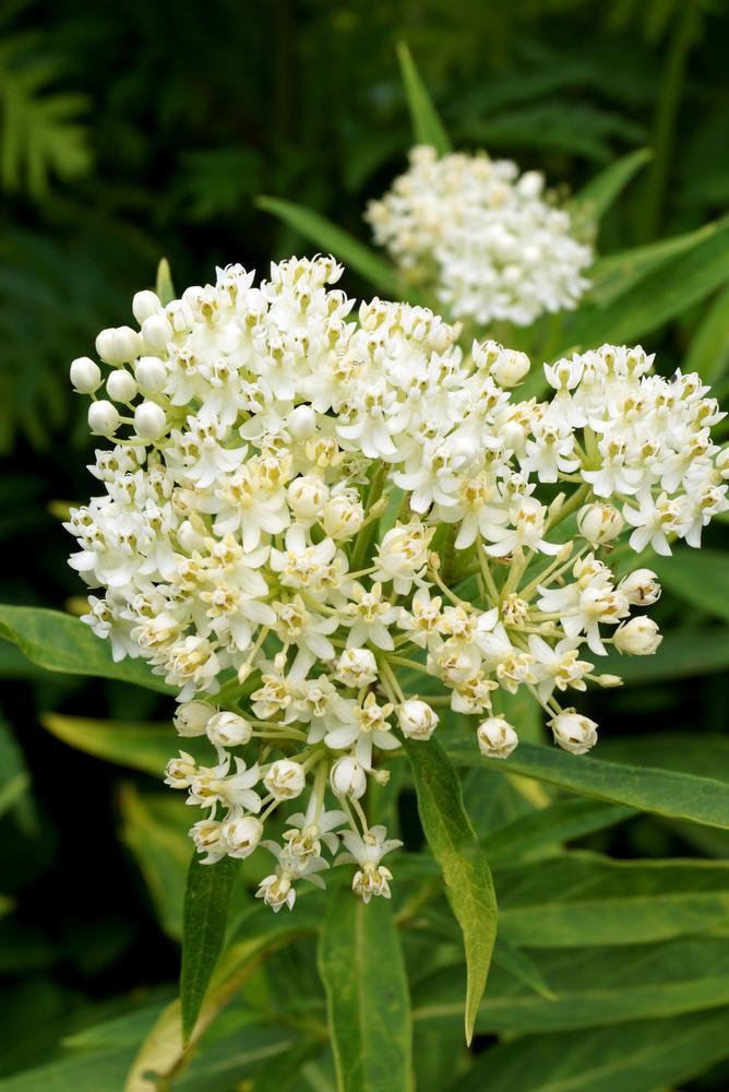 2G Asclepias incarnata 'Ice Ballet' Ice Ballet Swamp Milkweed 1005598