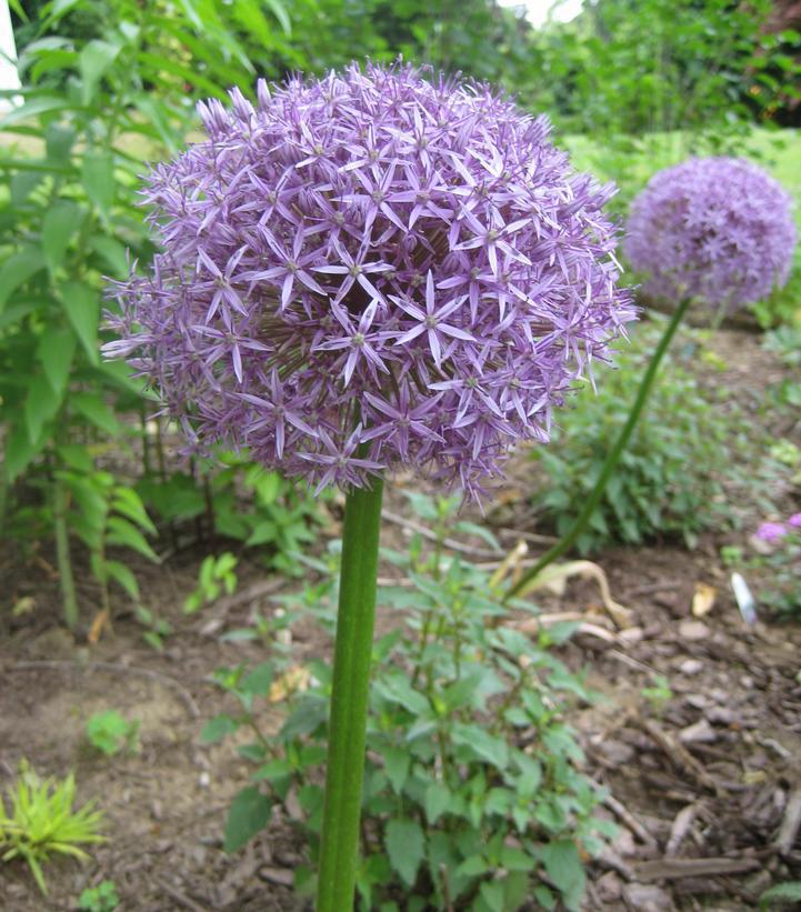 2G Allium 'Globemaster' Flowering Onion (Ornamental Onion) 1004062