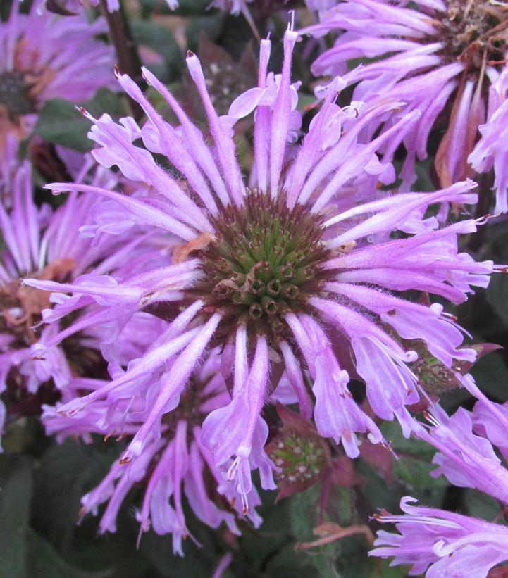 2G Monarda Sugar Buzz® 'Blue Moon' SUGAR BUZZ® Blue Moon Bee Balm: Patent PP29,549 1010812