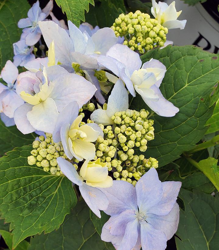 3G Hydrangea serrata 'Tuff Stuff Ah-Ha' ('SMNHSDD') Tuff Stuff Ah-Ha® Reblooming Mountain Hydrangea: Patent PPAF 1009995