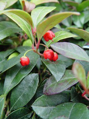 4"  Gaultheria procumbens Christmas Wintergreen (American Wintergreen) 1004871