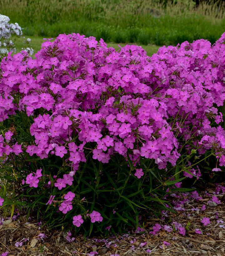 1G Phlox hybrid 'Opening Act Ultrapink' Opening Act Ultrapink Hybrid Phlox: Patent PPAF 1012153