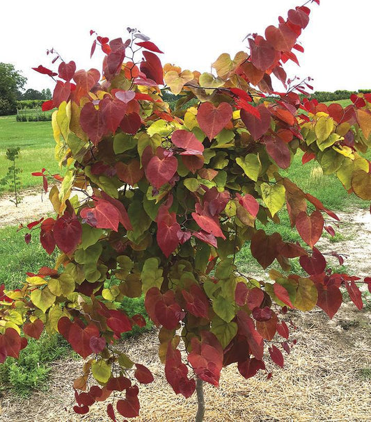 7G Cercis Canadensis 'Flame Thrower' - Eastern Redbud - 1012791