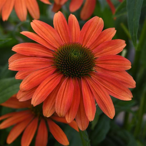 1G Echinacea Sombrero Tango Tangerine - Coneflower - 1013374