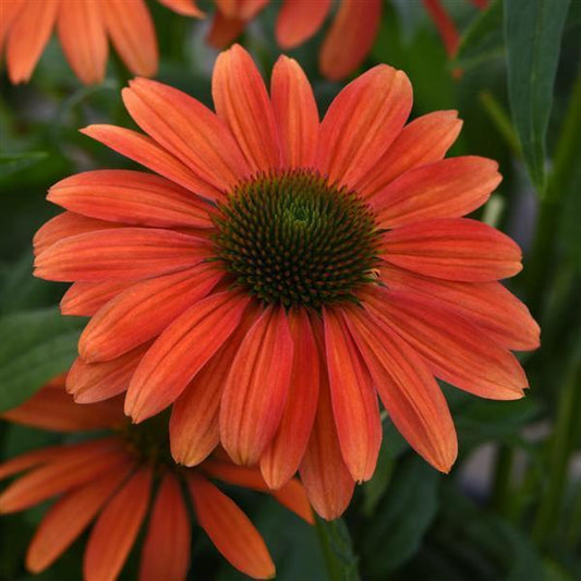 1G Echinacea Sombrero Tango Tangerine - Coneflower - 1013374