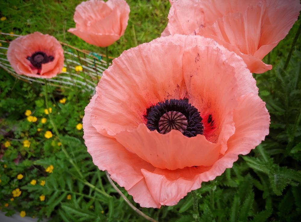 1G Papaver orientale 'Carneum' Carneum Oriental Poppy 1012454