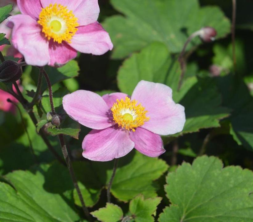 1G Anemone x hybrida 'Lucky Charm' Lucky Charm Windflower 1011684