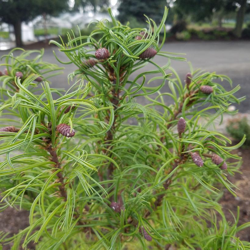 3G PINUS STROBUS TORULOSA (Scrub White Pine) Twisted Needle White Pine 1003949