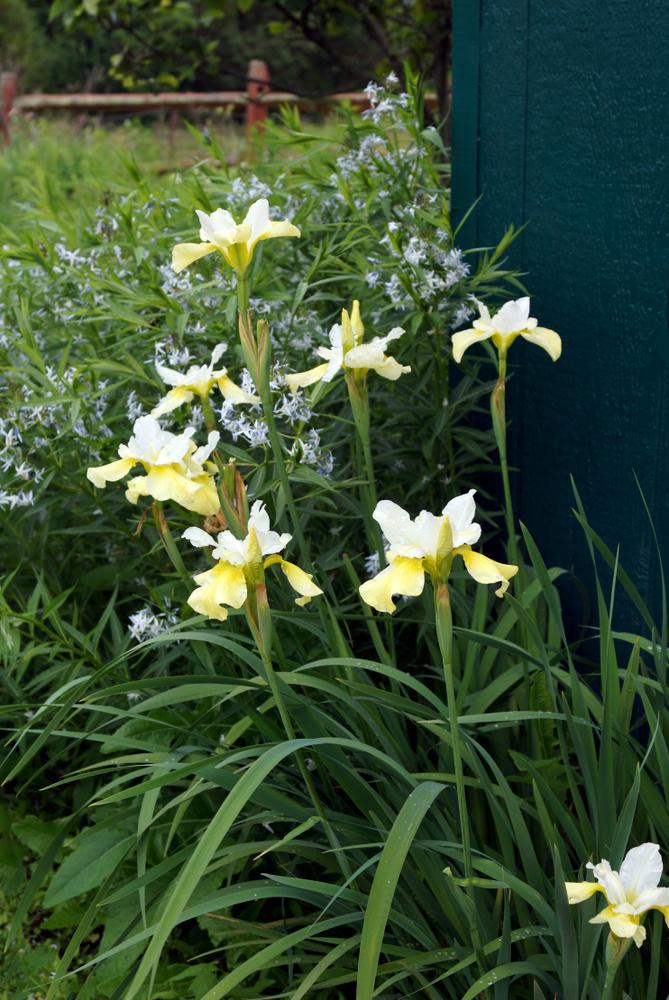 1G Iris sibirica 'Butter & Sugar' Butter & Sugar Siberian Iris 1002200