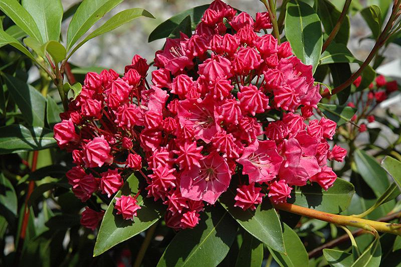 3G Kalmia lat. 'Raspberry Glow' Raspberry Glow Mountain Laurel 1000229