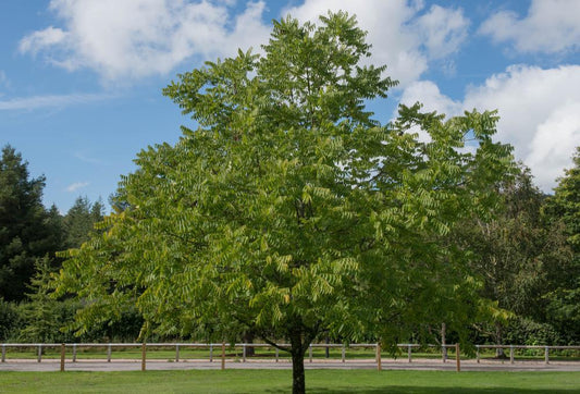 3g  Juglans nigra Black Walnut 1010513