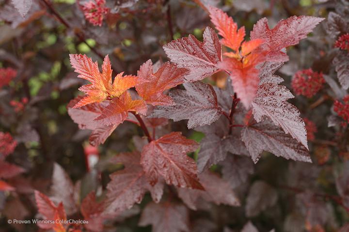 3G Physocarpus opulifolius 'Ginger Wine' ('SMNPOBLR') Ginger Wine® Ninebark: Patent PP28,695 1008267