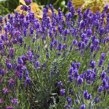 2G Lavandula Angustifolia 'Hidcote' Hidcote Lavender (English Lavender) 1000934