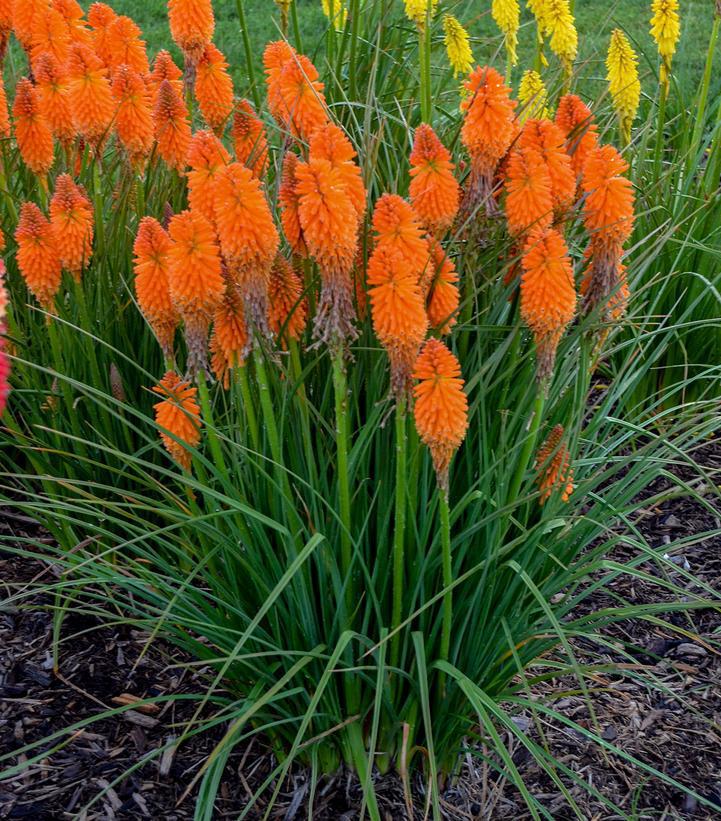 1G Kniphofia Pyromania 'Orange Blaze' Orange Blaze Red Hot Poker: Patent PPAF (Torch Lilly) 1010944