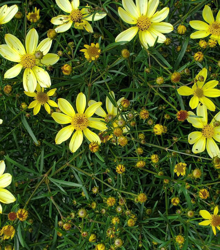 2G Coreopsis verticillata 'Moonbeam' Moonbeam Threadleaf Tickseed 1000840