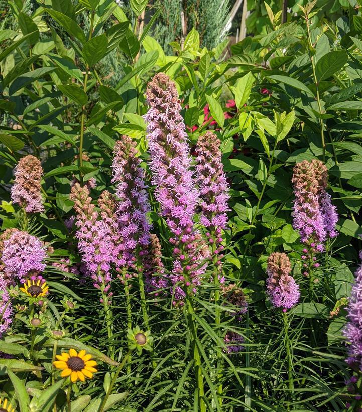 2G Liatris spicata 'Kobold' Original Kobold Original Gayfeather (Blazing Star) 1004139