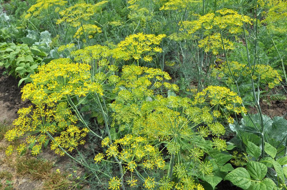 1G Anethum graveolens Dwarf Fernleaf Dill 1002126