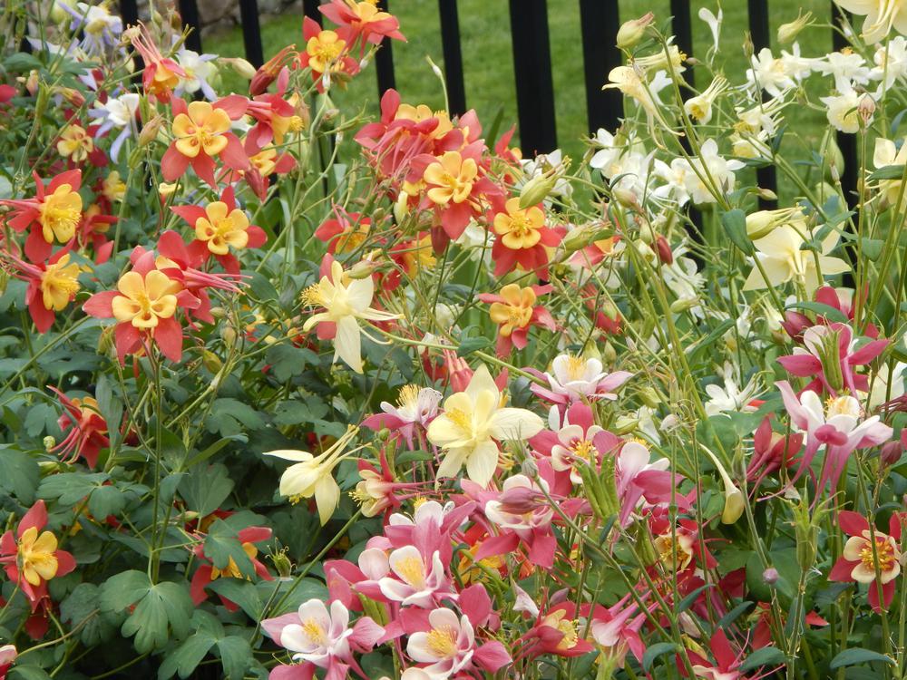 1G AQUILEGIA EARLYBIRD `RED  YELLOW` ('PAS1258483') Earlybird™ Red Yellow Columbine 1015068