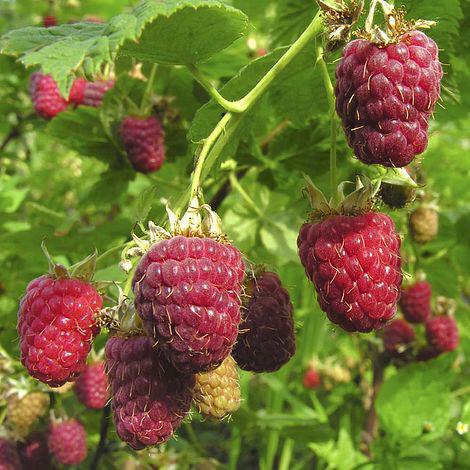 #2 Rubus Idaeus 'Joan J' Joan J Raspberry: Patent PP18,954
