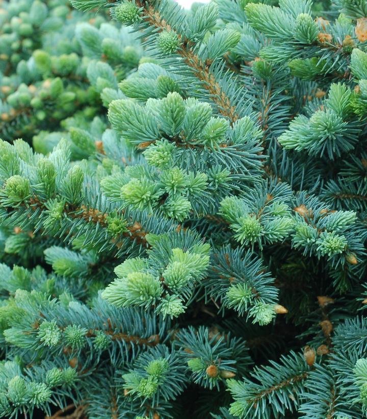 7G  PICEA PUNGENS `GLAUCA GLOBOSA` Globe Blue Spruce 1007665