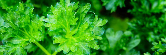 4" Herb - Parsley Curly