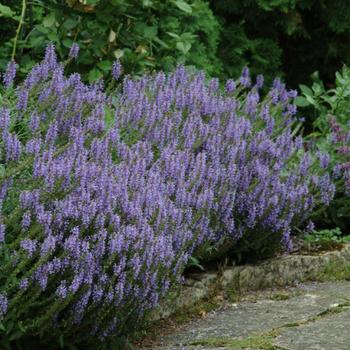 2G Salvia x sylvestris 'Blue Hill' ('Blauhügel') Blue Hill Wood Sage 1000595